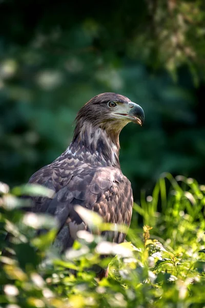 Vulturul Imperial Răsăritean Ziua Vară — Fotografie, imagine de stoc
