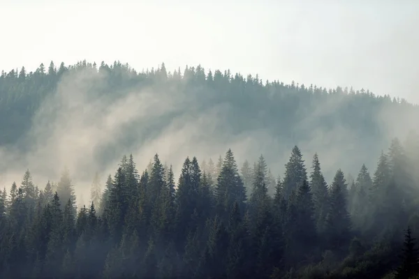 霧に覆われた山の森の風景 — ストック写真