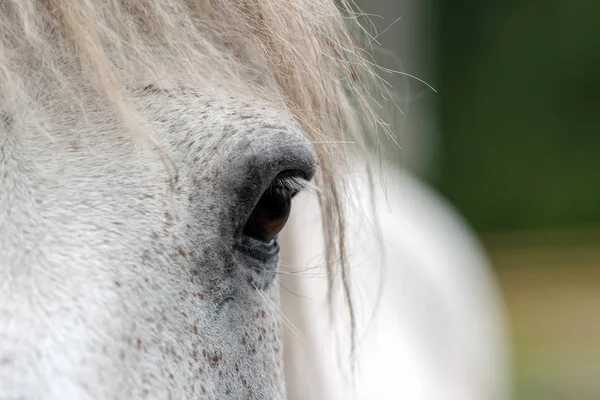 Chiudi Occhio Cavallo Bianco — Foto Stock