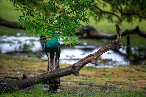 Portrait Beautiful Peacock Sri Lanka — Stock Photo, Image