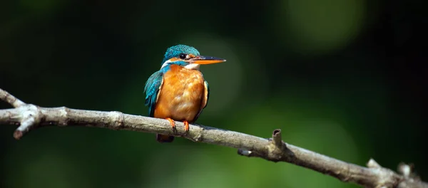 Güzel Mavi Kingfisher Kuş Dal — Stok fotoğraf