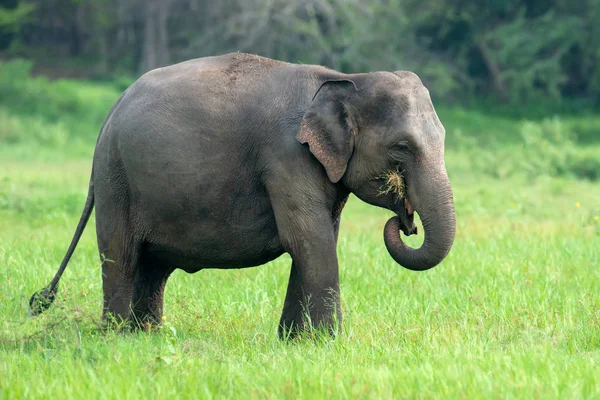 Les Éléphants Dans Parc National Yalla Sri Lanka — Photo