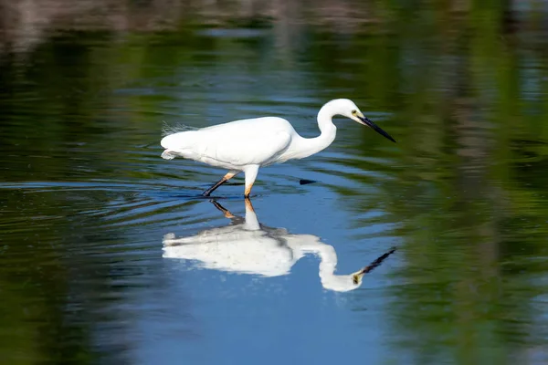 Great white egret stands in wildlife pond