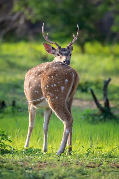 Wild Spotted Deer Yala National Park Sri Lanka — Stock Photo, Image