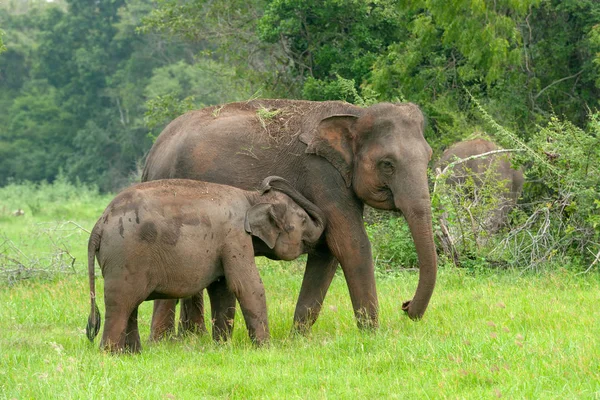 Elefantes Parque Nacional Yalla Sri Lanka — Foto de Stock