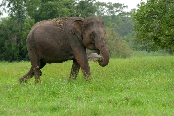 Ελέφαντες Στο Εθνικό Πάρκο Γιαλλα Της Σρι Λάνκα — Φωτογραφία Αρχείου