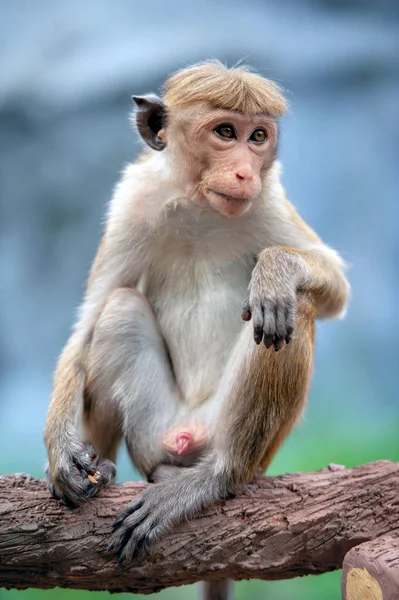 猴子在活的自然 斯里兰卡的国家 — 图库照片