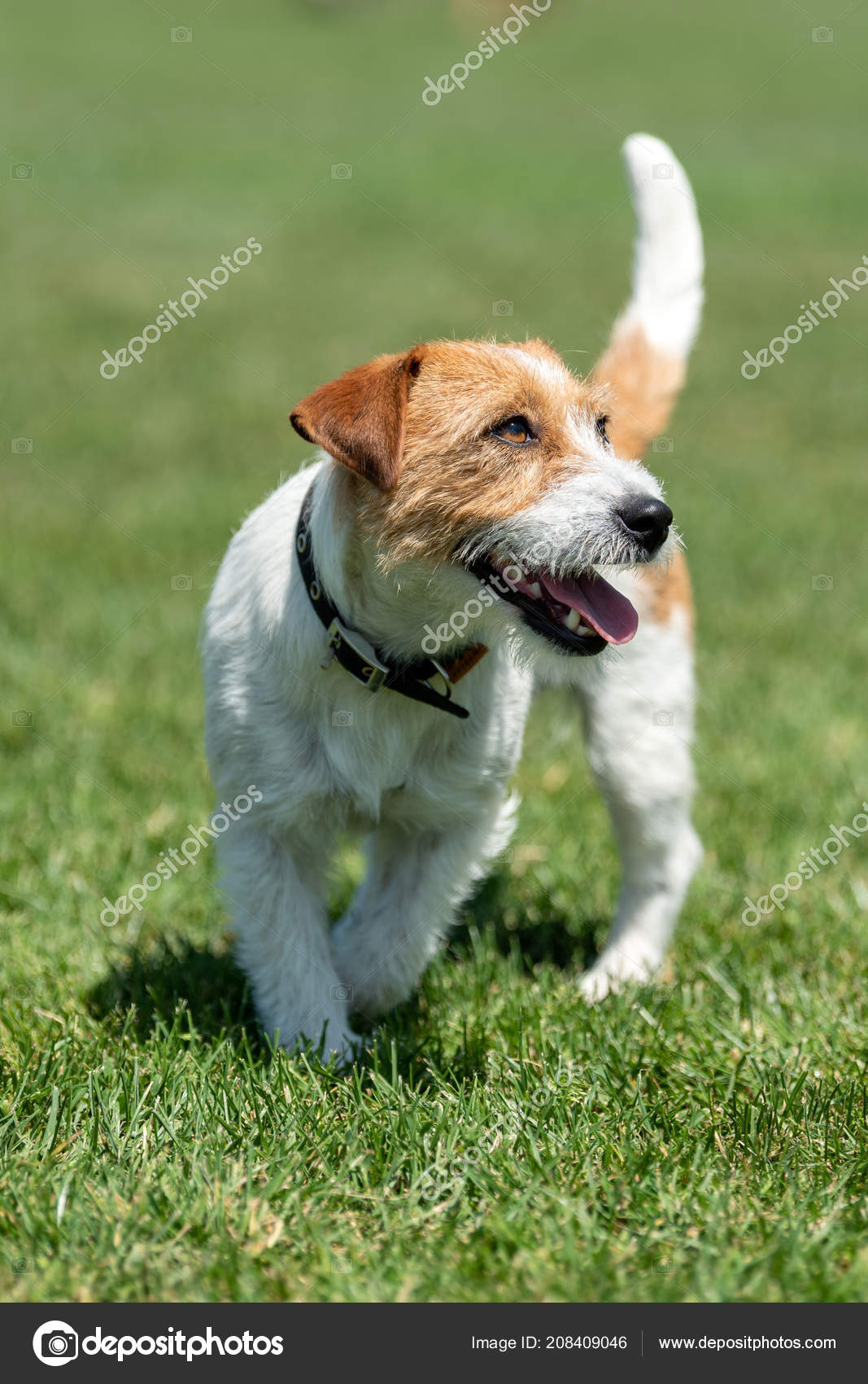 Purebred Jack Russel Terrier Dog Summer Day Stock Photo
