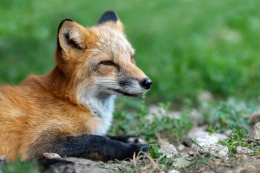 Portre doğal ortamda Kırmızı tilki (Vulpes vulpes)