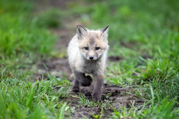 关闭了狐狸幼崽在草丛中 — 图库照片