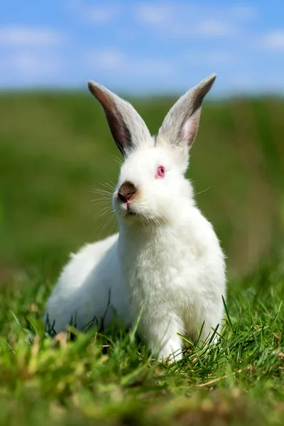 Pequeño Conejo Blanco Sobre Hierba Verde Día Verano —  Fotos de Stock