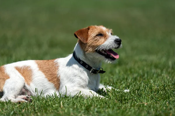 Reinrassiger Jack Russel Terrier Hund Sommertagen — Stockfoto