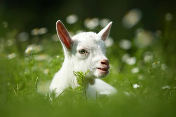 Bébé Chèvre Blanche Debout Sur Herbe Verte Avec Des Fleurs — Photo