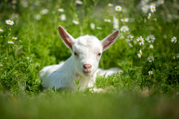 Bébé Chèvre Blanche Debout Sur Herbe Verte Avec Des Fleurs — Photo