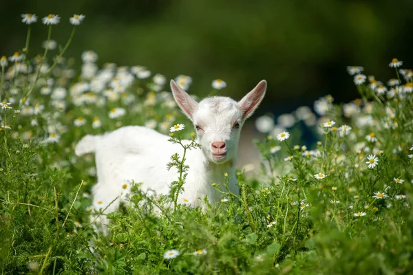 Capra Bianca Bambino Piedi Erba Verde Con Fiori Gialli — Foto Stock