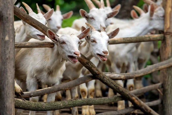 Kozí Hlava Kleci Farmě — Stock fotografie