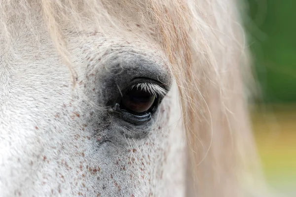 Zamknąć Oko Białego Konia — Zdjęcie stockowe