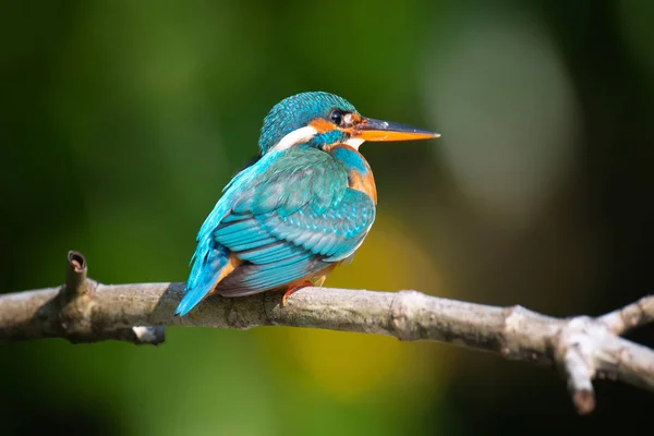 Güzel Mavi Kingfisher Kuş Dal — Stok fotoğraf