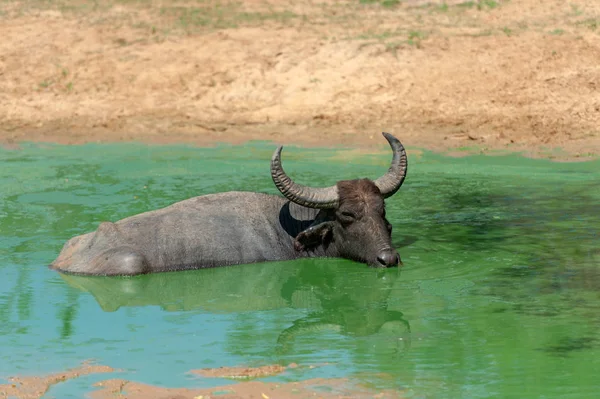 在斯里兰卡的一个湖中 水牛正在洗澡 — 图库照片