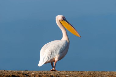 Kenya Gölü, Afrika 'da büyük beyaz pelikan