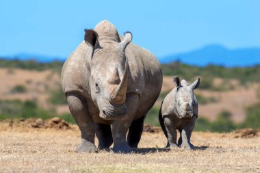 Afrikalı beyaz rhino, Kenya Milli Parkı