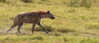 Benekli sırtlan (Crocuta crocuta) Kenya Milli Parkı