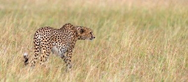 Vahşi Afrika çitası, güzel memeli hayvan. Afrika, Kenya
