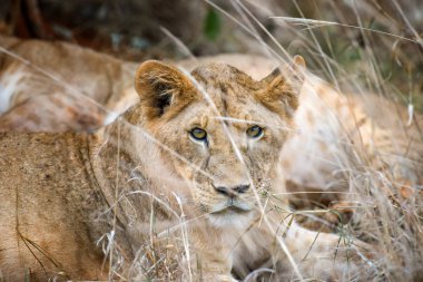 Kenya Ulusal Parkı, Afrika'da aslan