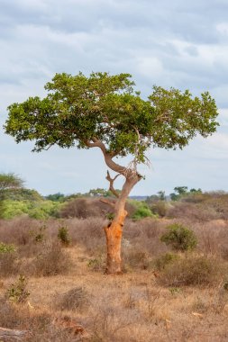 Kimse ile güzel manzara ağaç Afrika'da