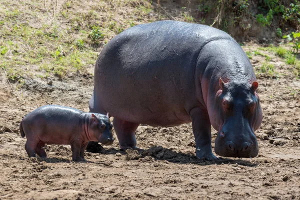 Rodzina Hipopotamów Hippopotamus Amphibius Poza Wodą Afryka — Zdjęcie stockowe