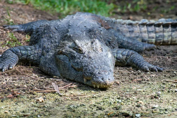 Grand Crocodile Dans Parc National Kenya Afrique — Photo