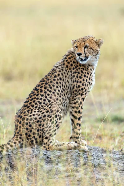 Wilder Afrikanischer Gepard Wunderschönes Säugetier Afrika Kenia — Stockfoto