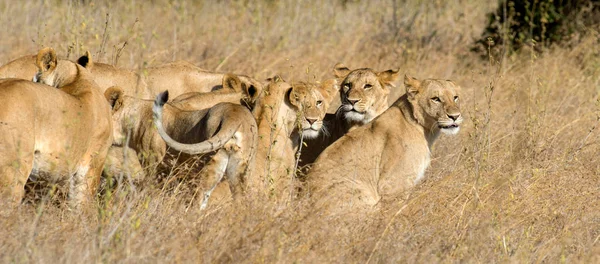 Löwe Nationalpark Kenia Afrika — Stockfoto