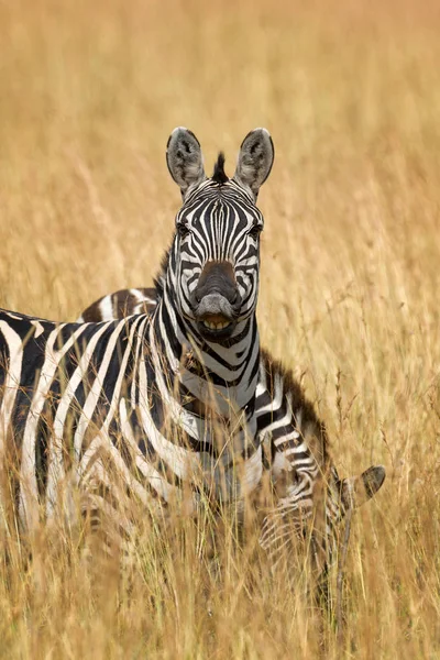 Zebra Pastvinách Africe Národní Park Keňa — Stock fotografie