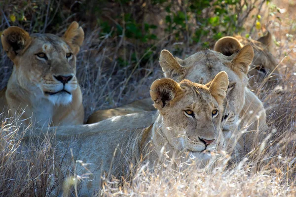 Lion National Park Kenya Africa — Stock Photo, Image