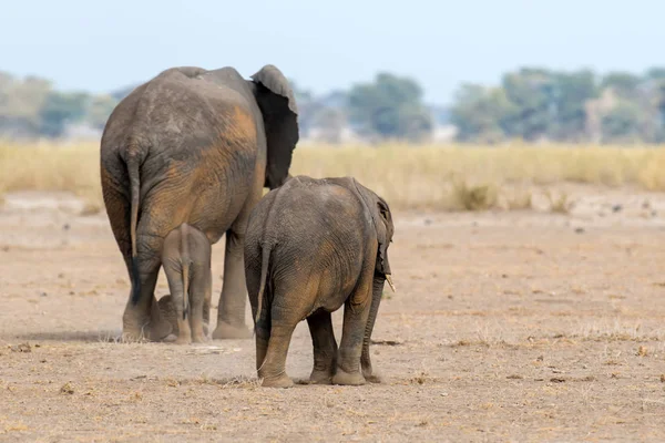 Elefant Nationalpark Von Kenia Afrika — Stockfoto