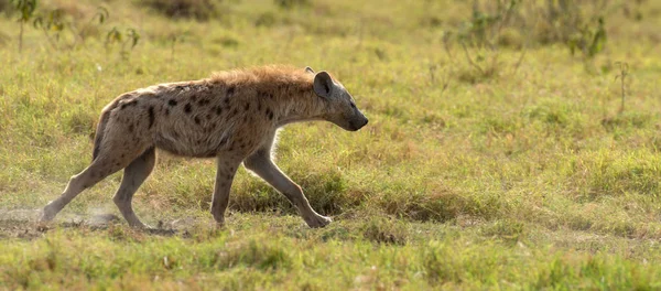 Spotted Hyena Crocuta Crocuta National Park Kenya — Stock Photo, Image