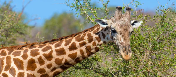 Jirafa Parque Nacional Kenia África — Foto de Stock