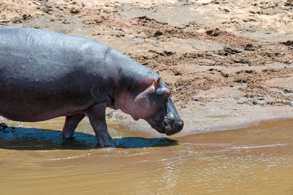 Родина Гіппо Hippopotamus Amphibius Річці Національний Парк Кенія Африка — стокове фото