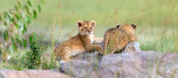 Cachorro León Africano Panthera Leo Parque Nacional Kenia África —  Fotos de Stock