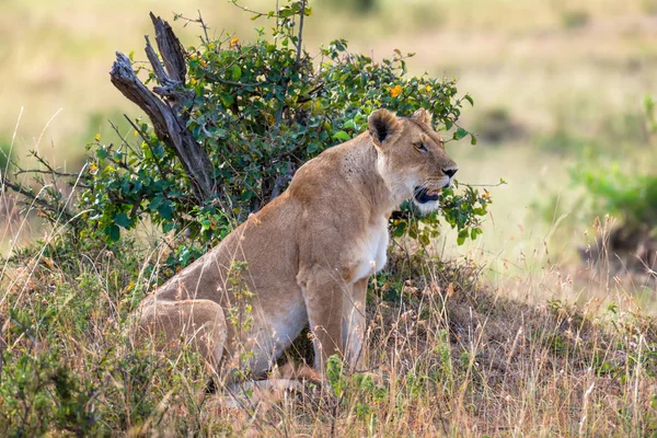 Lev Národním Parku Keni Afrika — Stock fotografie
