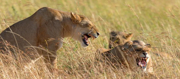 Λιοντάρι Στο Εθνικό Πάρκο Της Κένυας Αφρική — Φωτογραφία Αρχείου
