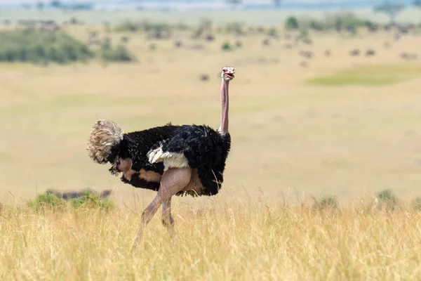 Male African Ostrich Struthio Camelus National Reserve Park Kenya — Stock Photo, Image