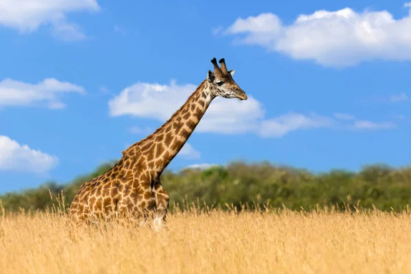 Giraffa Nel Parco Nazionale Del Kenya Africa — Foto Stock