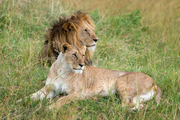 Leão Parque Nacional Quênia África — Fotografia de Stock