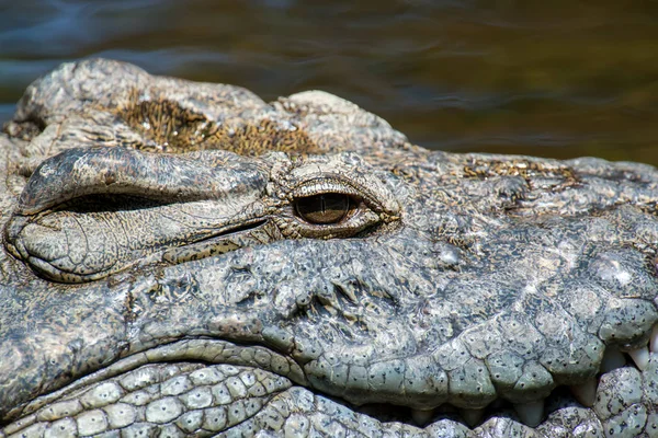 Grande Crocodilo Parque Nacional Quênia África — Fotografia de Stock