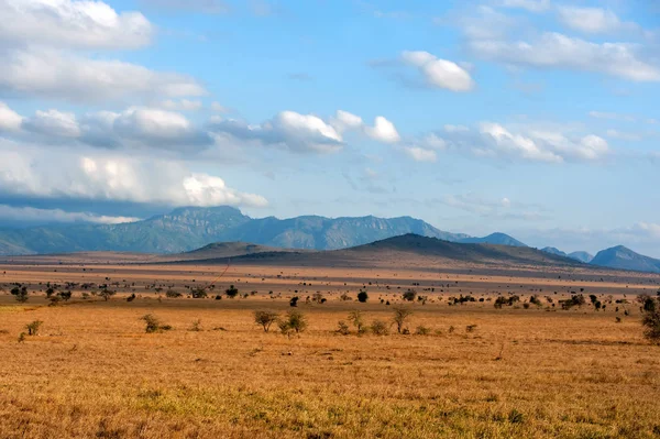 Savannelandschap Het Nationaal Park Van Kenia Afrika — Stockfoto