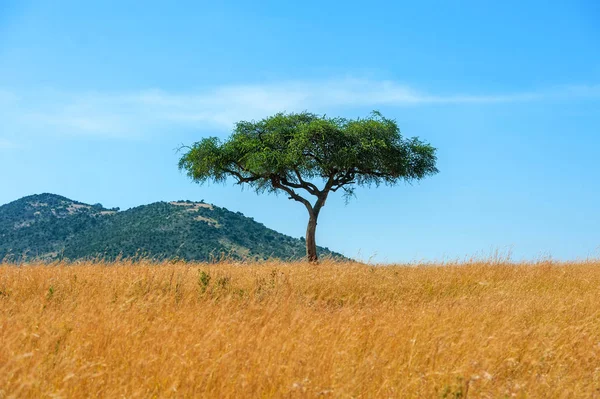 Bela Paisagem Com Ninguém Árvore África — Fotografia de Stock