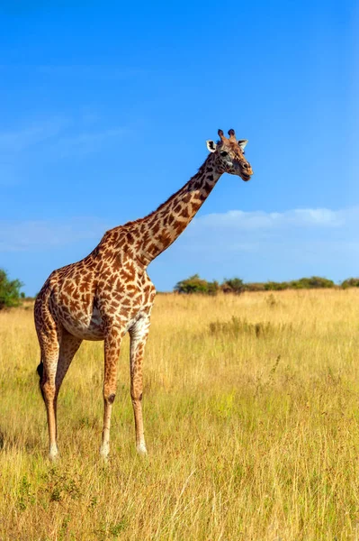 Girafe Dans Parc National Kenya Afrique — Photo