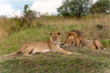 Kenya Ulusal Parkı, Afrika'da aslan
